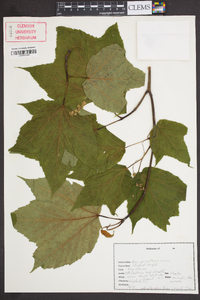 Acer pensylvanicum image