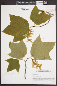 Acer pensylvanicum image