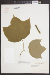 Acer pensylvanicum image