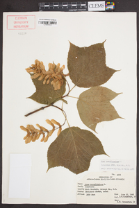 Acer pensylvanicum image