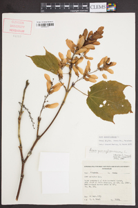 Acer pensylvanicum image