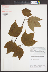 Acer pensylvanicum image