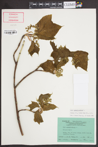 Acer pensylvanicum image