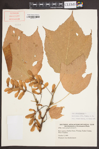 Acer pensylvanicum image