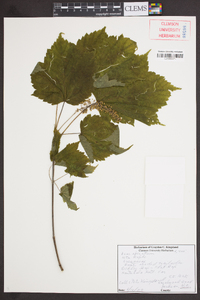 Acer spicatum image