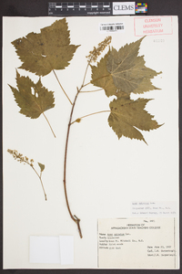 Acer spicatum image