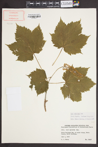 Acer spicatum image