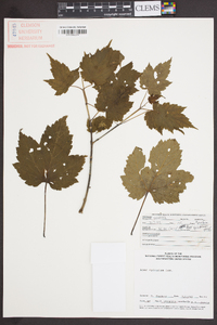 Acer spicatum image