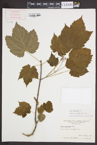 Acer spicatum image