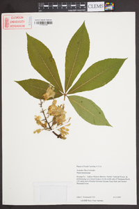 Aesculus flava image