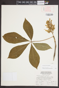 Aesculus flava image