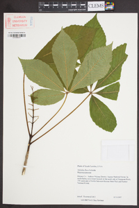 Aesculus flava image