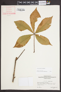 Aesculus flava image