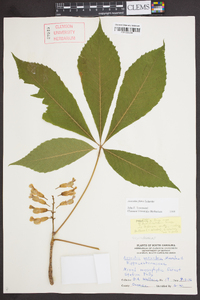 Aesculus flava image