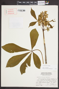 Aesculus flava image