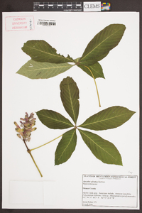 Aesculus sylvatica image