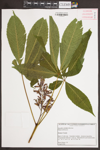 Aesculus sylvatica image