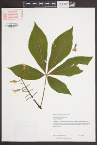 Aesculus sylvatica image