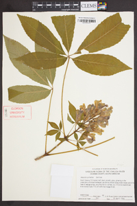 Aesculus sylvatica image