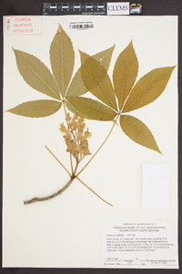 Aesculus sylvatica image