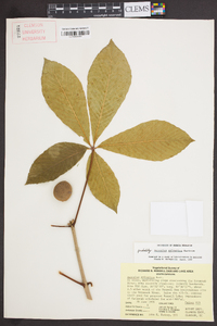 Aesculus sylvatica image