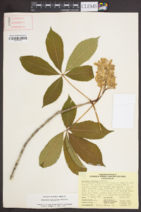 Aesculus sylvatica image