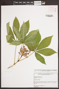 Aesculus sylvatica image