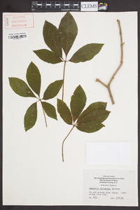 Aesculus sylvatica image