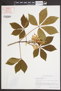 Aesculus sylvatica image