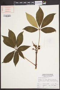 Aesculus sylvatica image