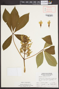 Aesculus sylvatica image