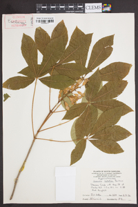 Aesculus sylvatica image