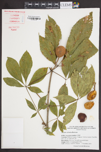 Aesculus sylvatica image