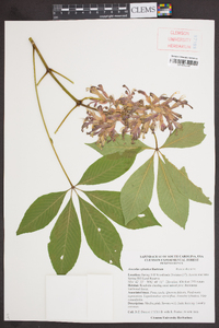 Aesculus sylvatica image