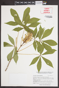 Aesculus sylvatica image