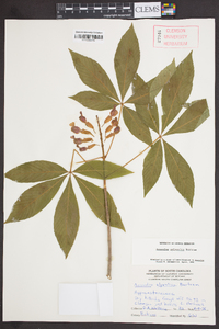 Aesculus sylvatica image