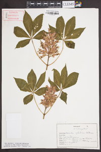 Aesculus sylvatica image