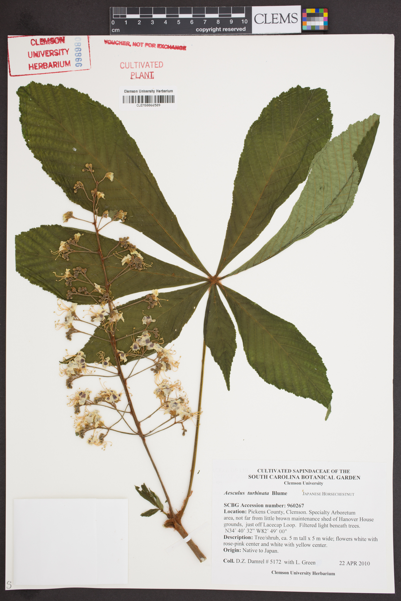 Aesculus turbinata image