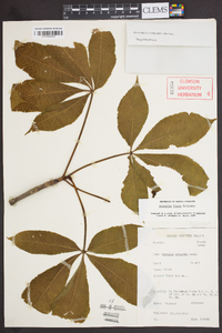 Aesculus flava image