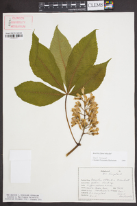 Aesculus flava image