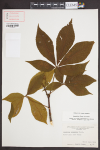 Aesculus flava image