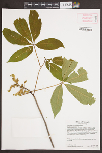 Aesculus sylvatica image