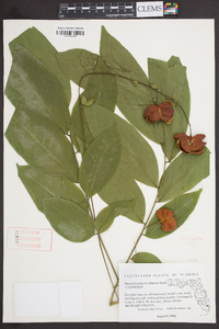 Harpullia arborea image