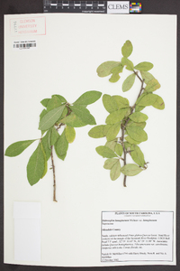 Sideroxylon lanuginosum image