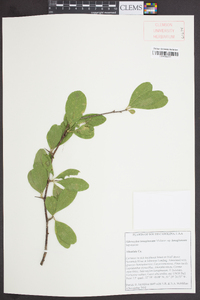 Sideroxylon lanuginosum image