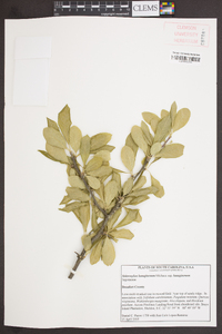 Sideroxylon lanuginosum var. lanuginosum image