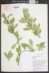 Sideroxylon lanuginosum image