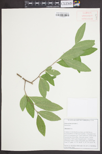 Sideroxylon lycioides image