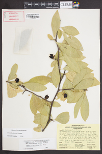 Sideroxylon lycioides image