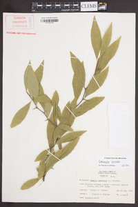 Sideroxylon lycioides image